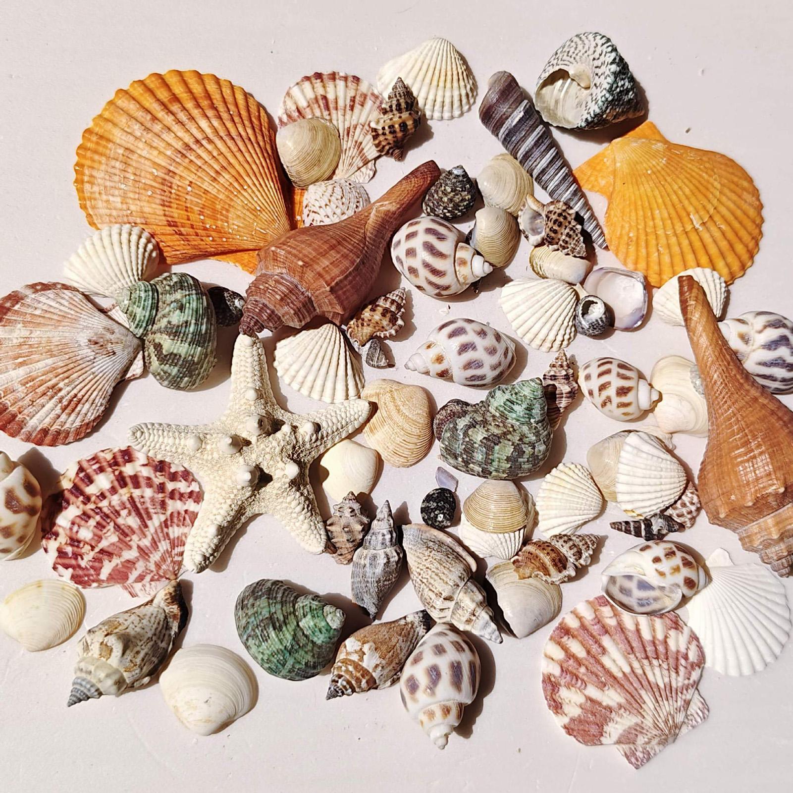 Tiny Shells Natural Sea Theme  - Candle Making For Kids review and price